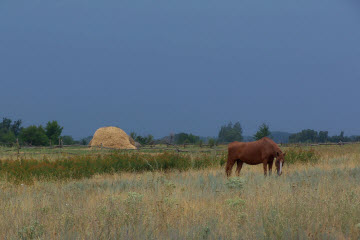 Степь Чехова